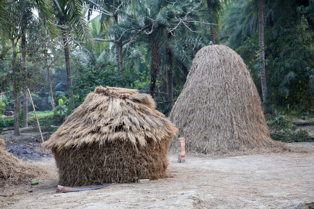 Hut in forest