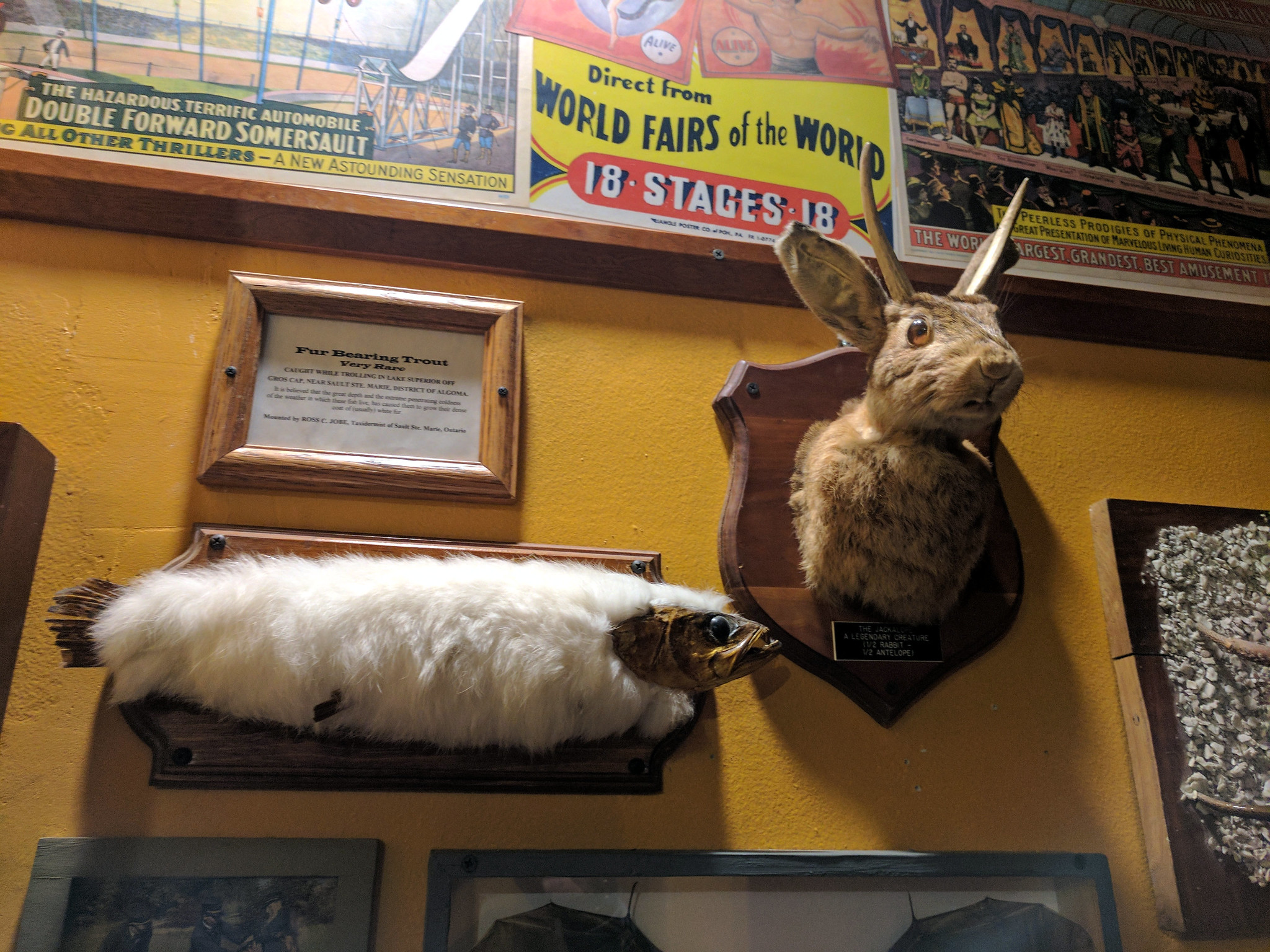 Furtrout and Jackalope, Museum of the Weird, Austin, Texas, USA - 2017