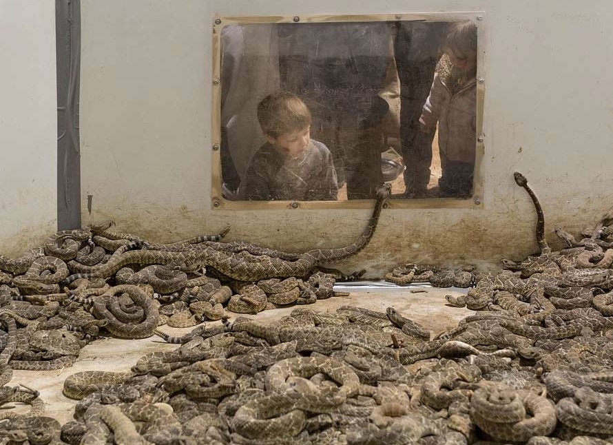 Rattlesnake Roundup, Texas