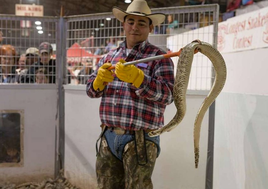 Rattlesnake Roundup, Texas