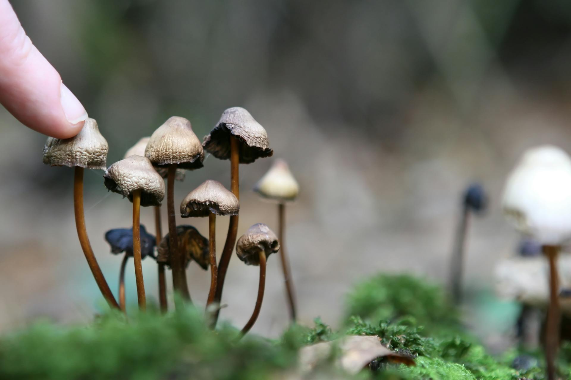 mushrooms