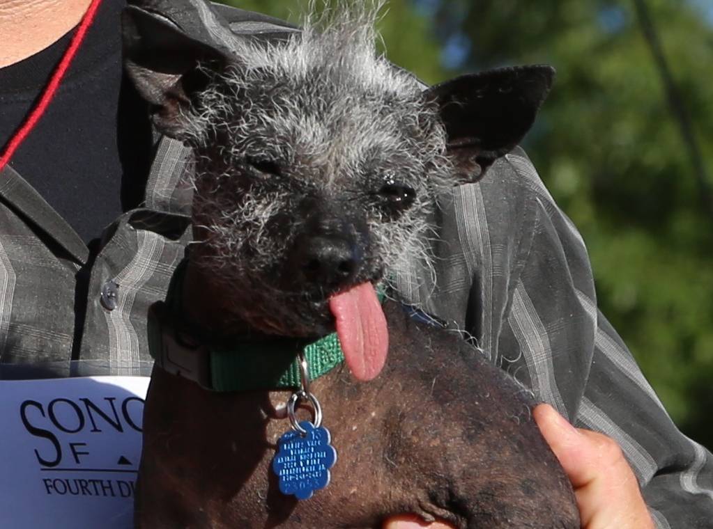 World's Ugliest Dog Contest