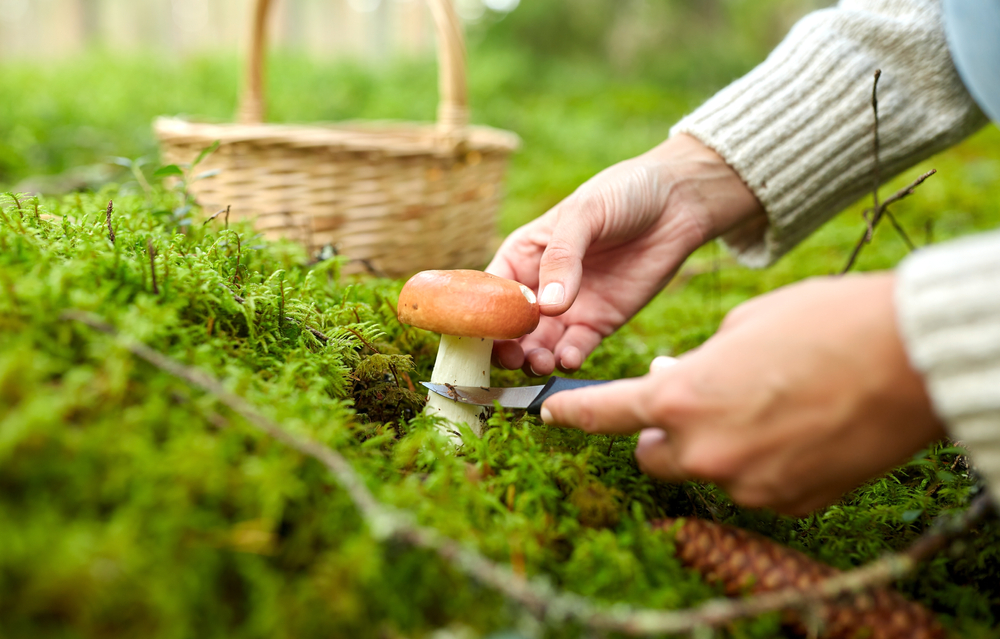 cutting mushroom