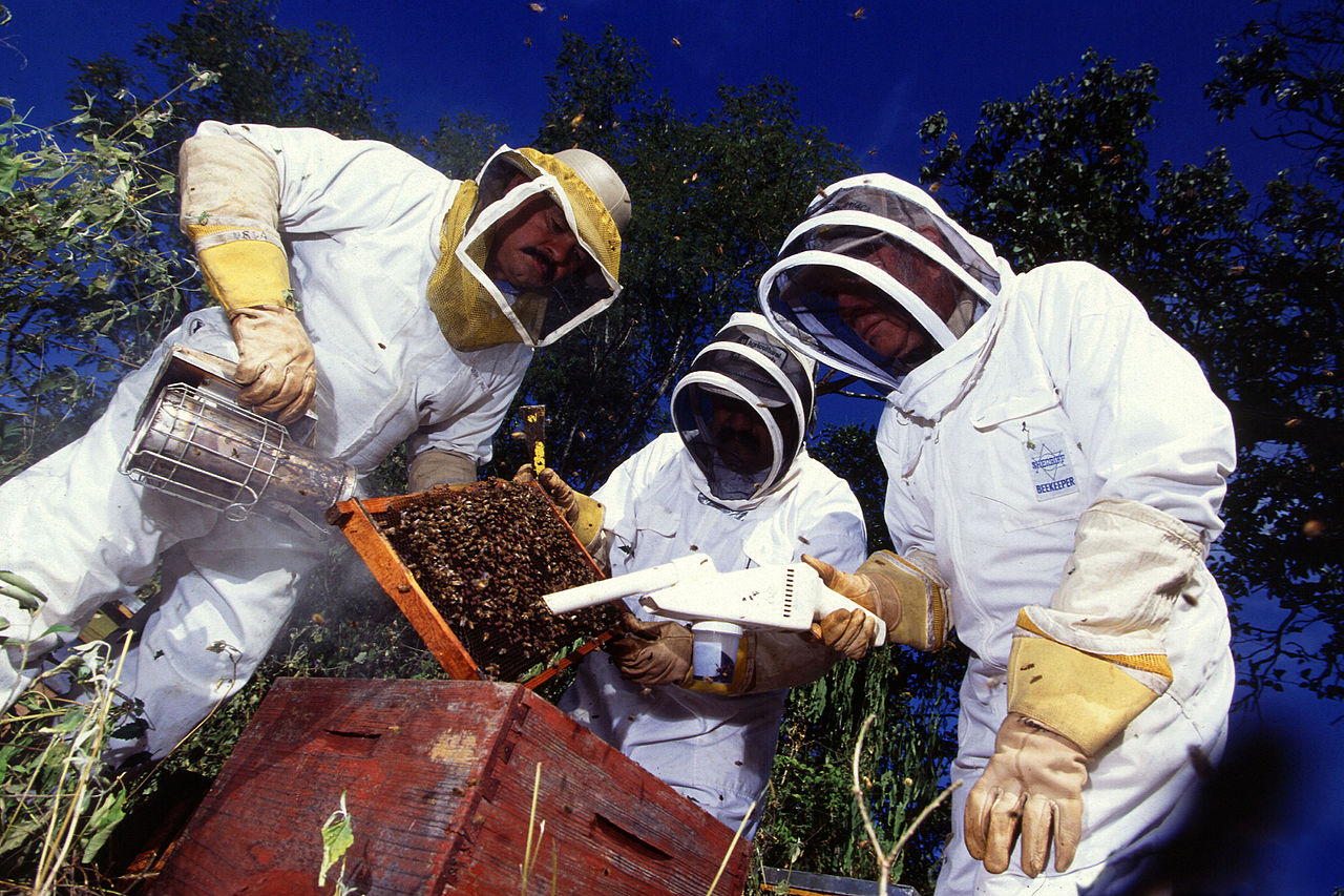 People collect Africanized bees honey.