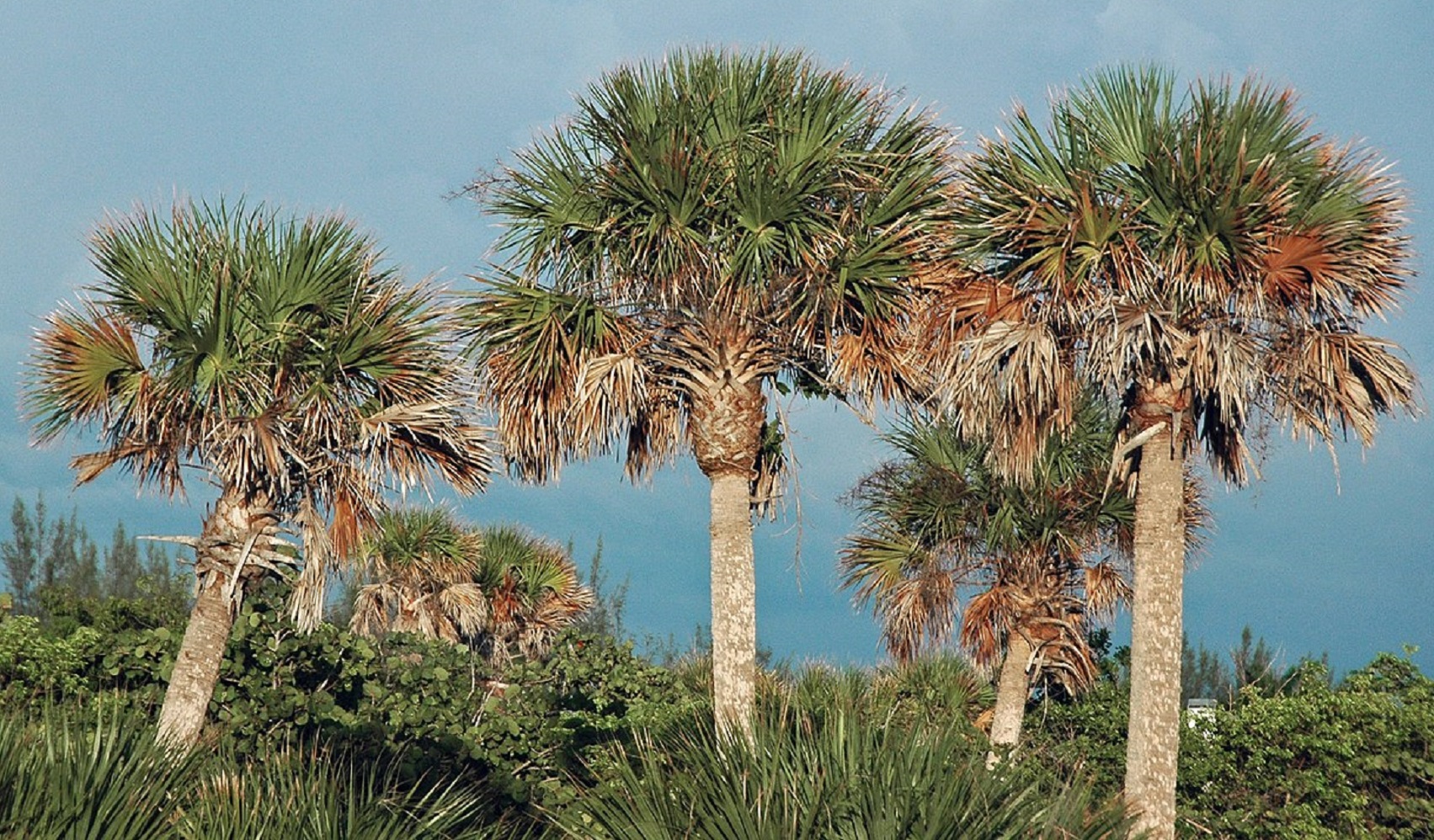 Sabal palmetto - cabbage palm trees