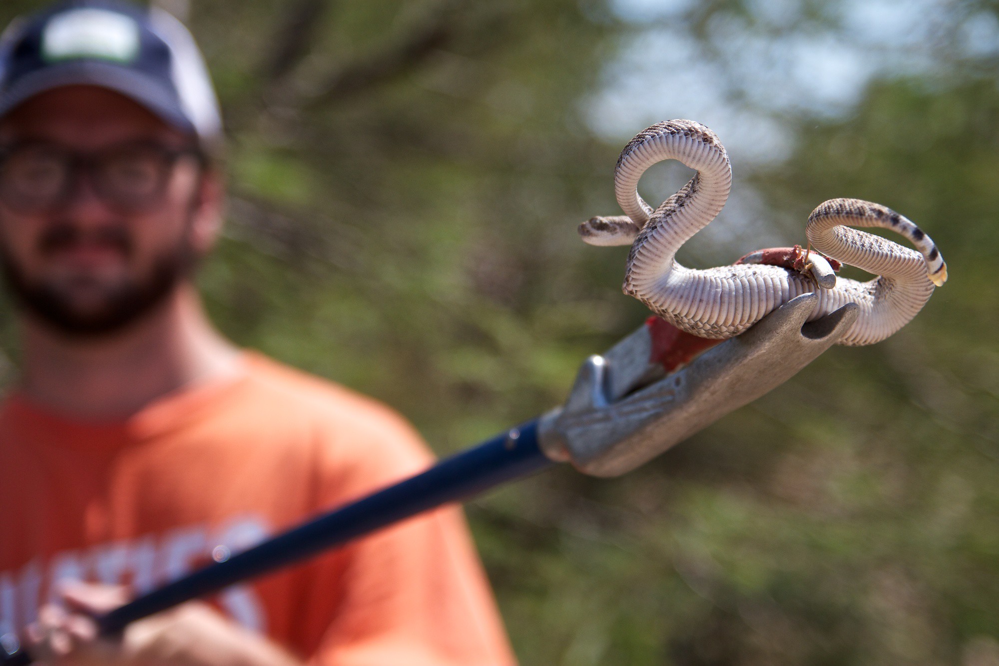 Man holding a small rattlesnake.