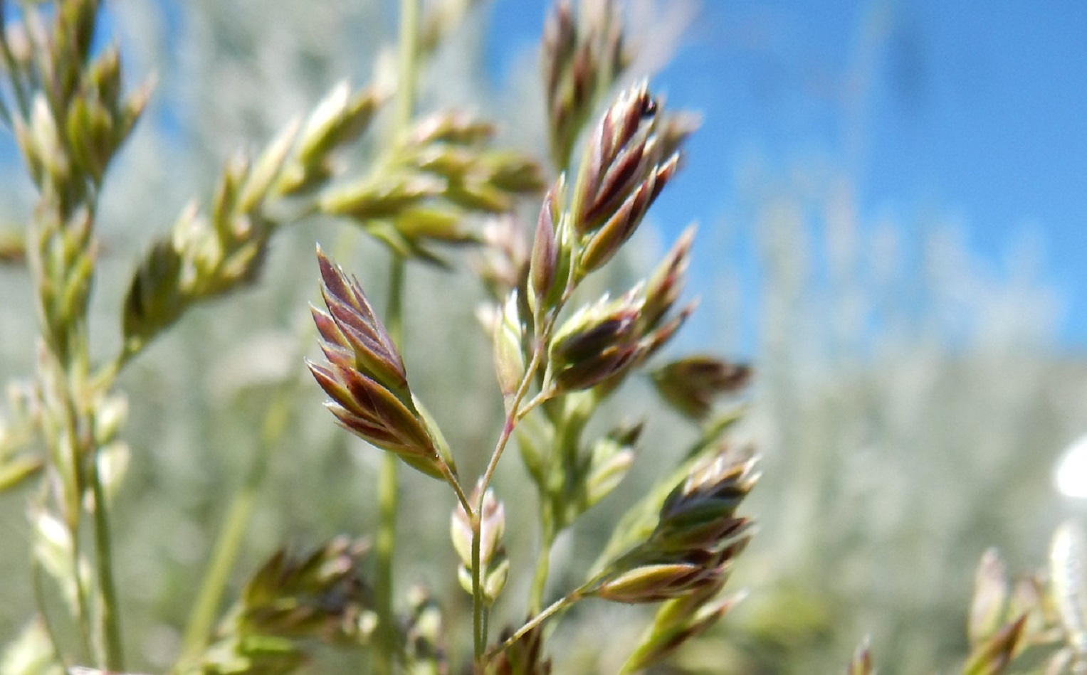 Kentucky bluegrass - Poa pratensis.