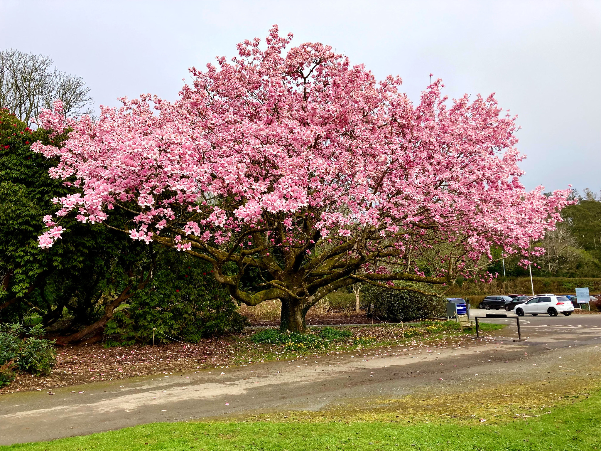 March Magnolia (Explored) - 2022