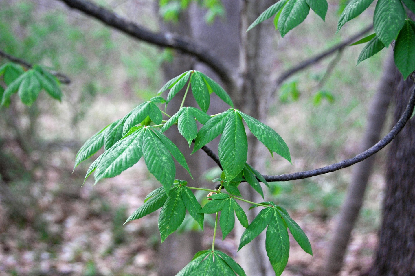 Aesculus glabra (Ohio buckeye) - 2010
