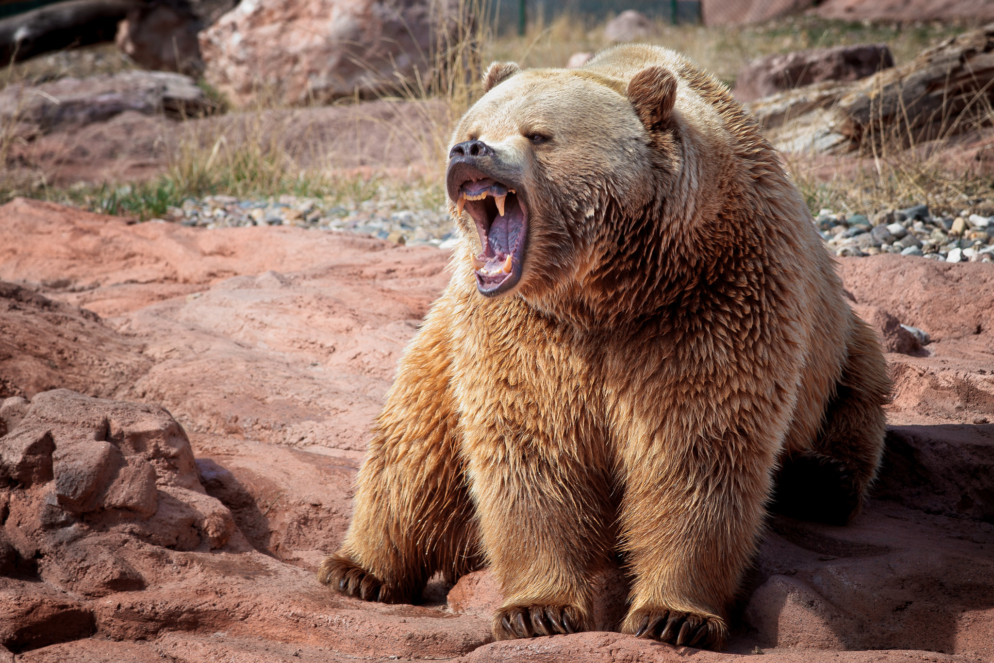 Angry brown bear