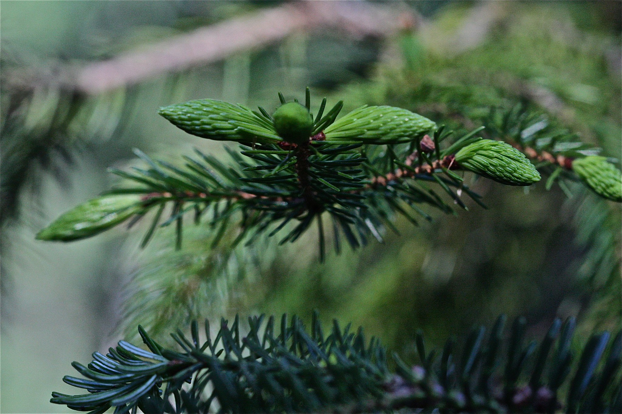 Pine Tree State, Maine - 2012