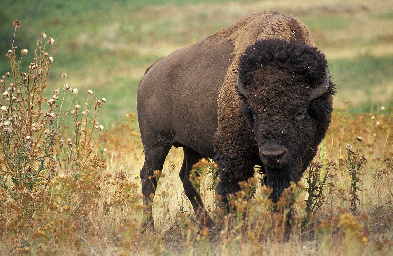 American bison in forest.
