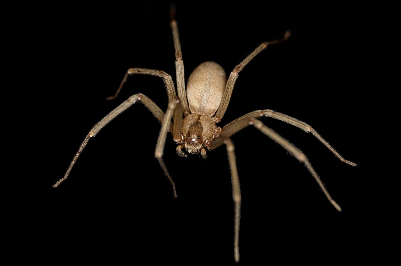 Brown recluse or violin spider