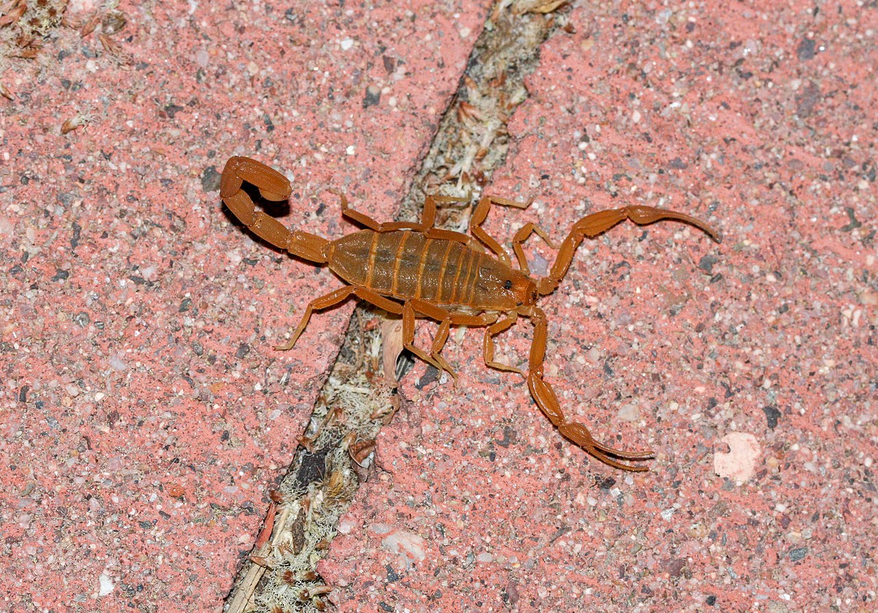Arizona Bark Scorpion on the ground.