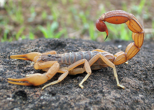 The Indian red scorpion