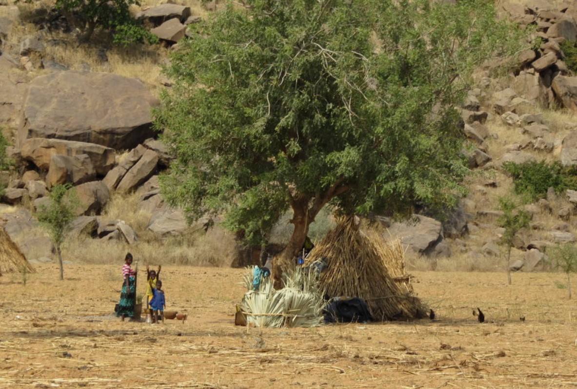 Dogon crop field