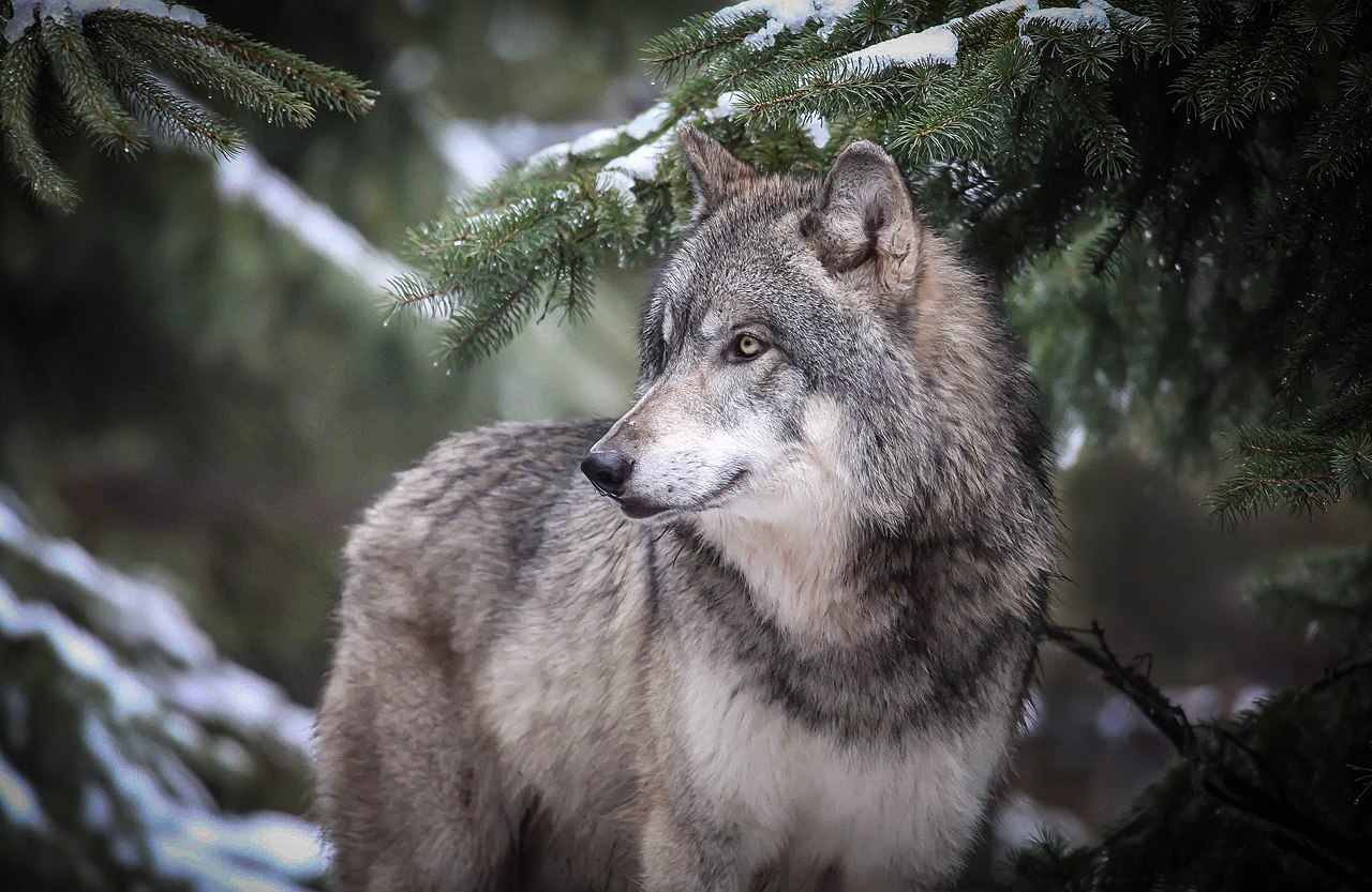 Grey wolf looking at side.