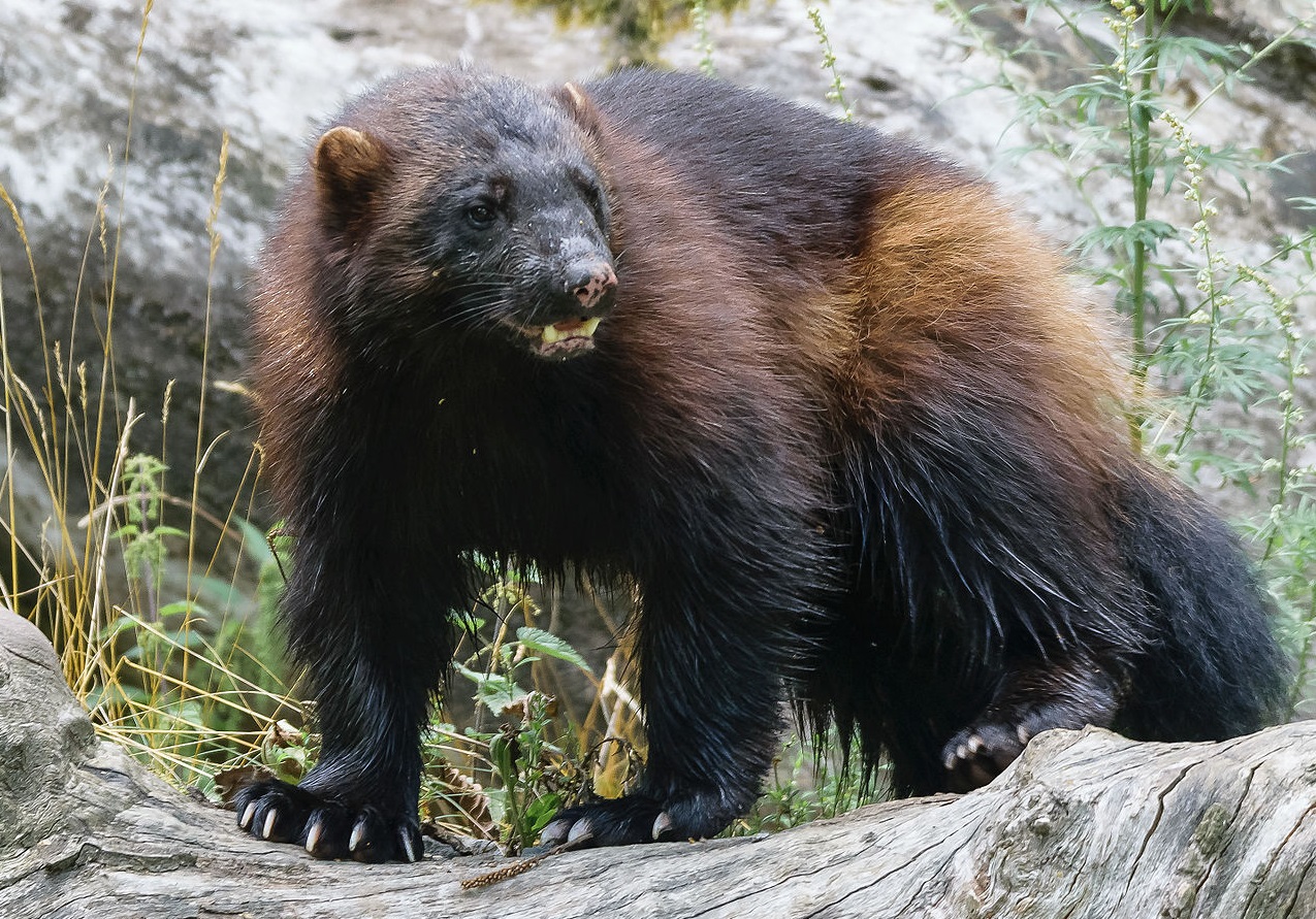 A wolverine in the forest.