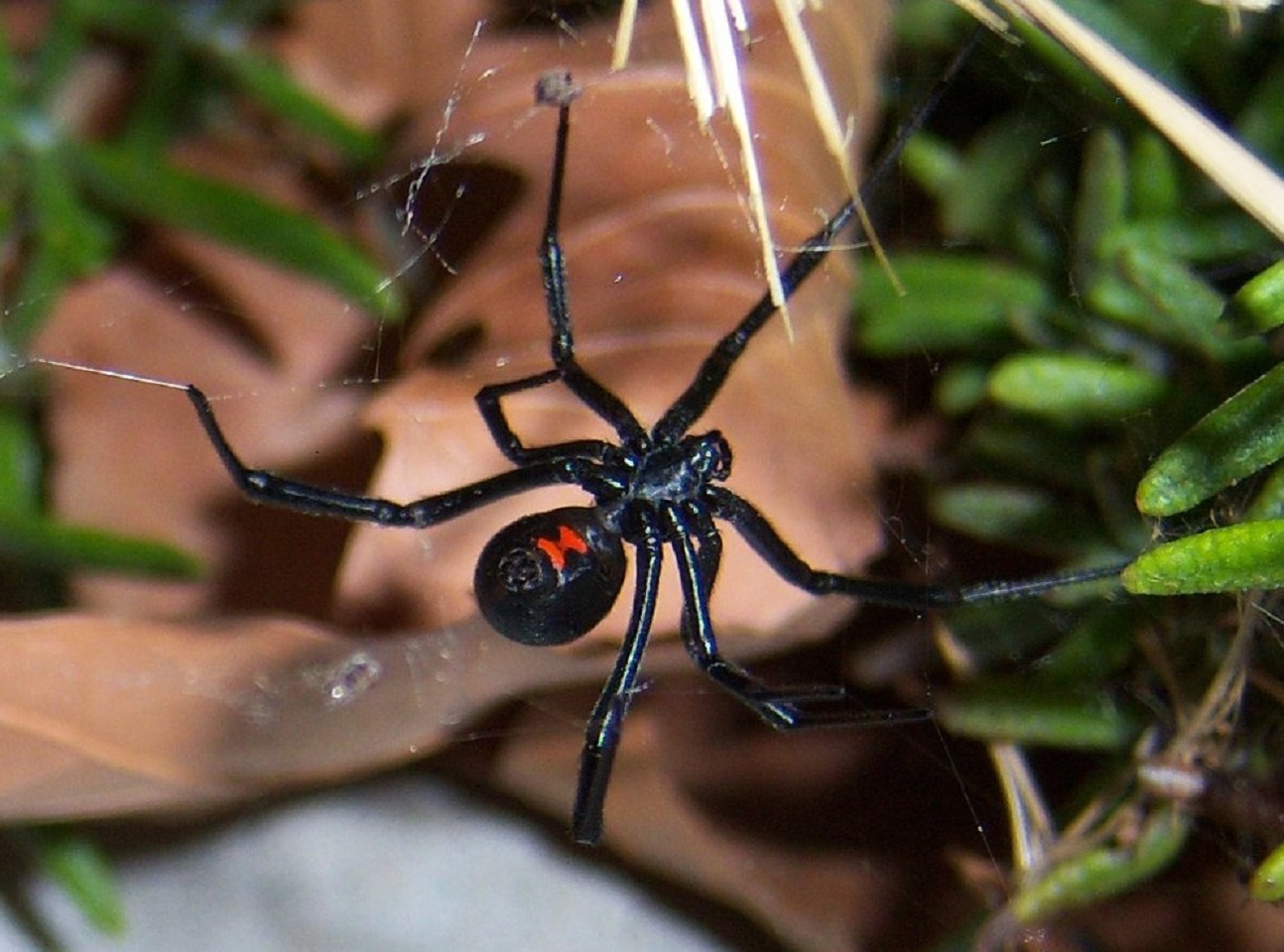 The black widow spider - 2008