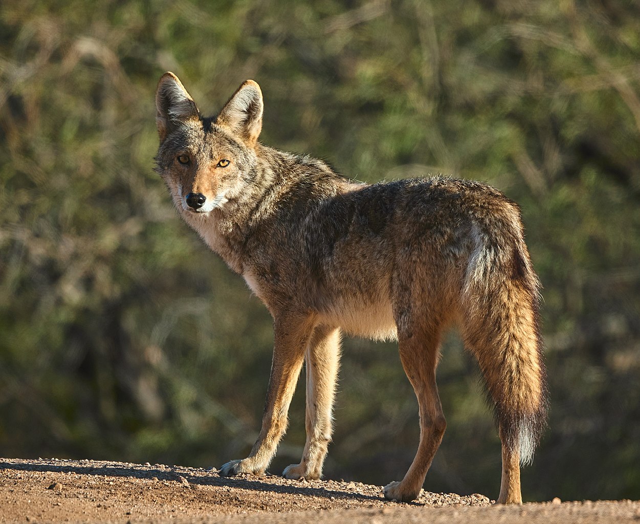 Coyote looking at camera.