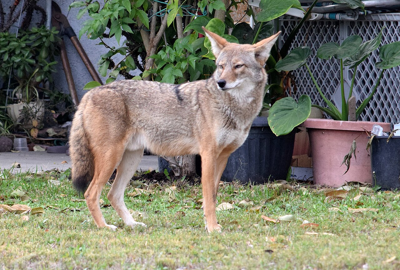 Coyote in back yard.