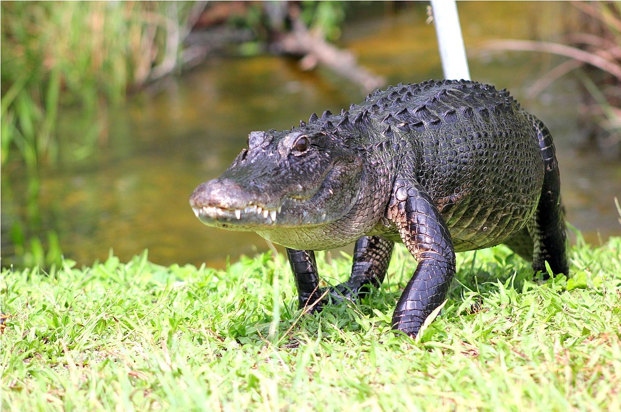 A large adult American Florida Alligator.
