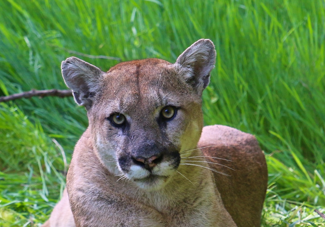 Cougar laying on the grass.