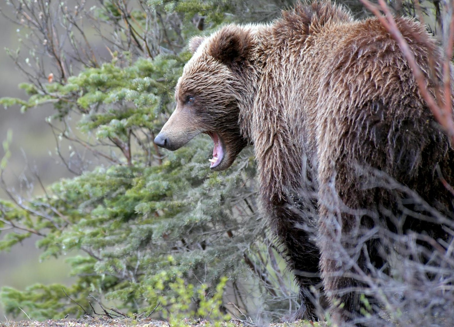 Portrait of a brown bear standing outdoors.