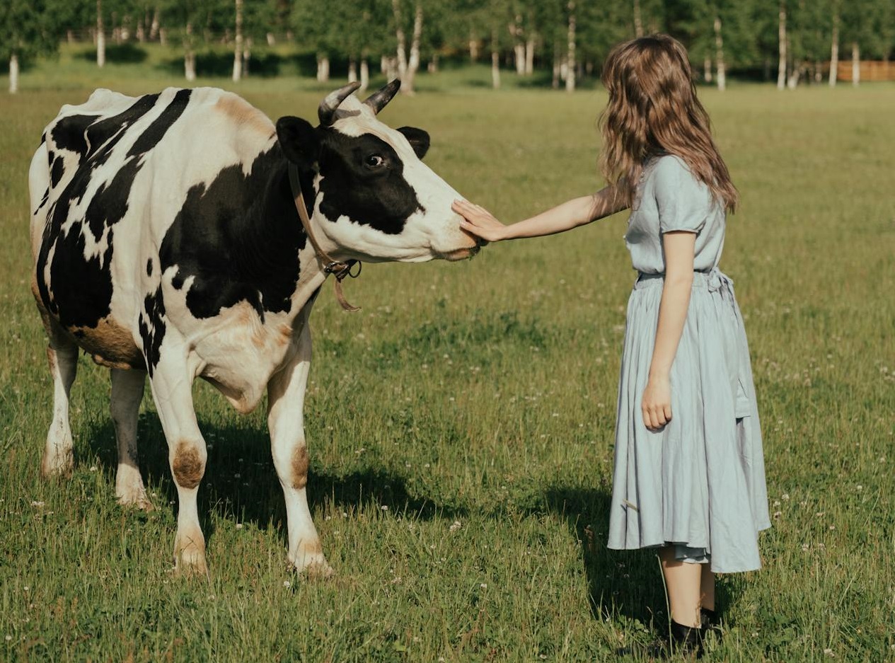 Girl in blue dress standing beside cow.