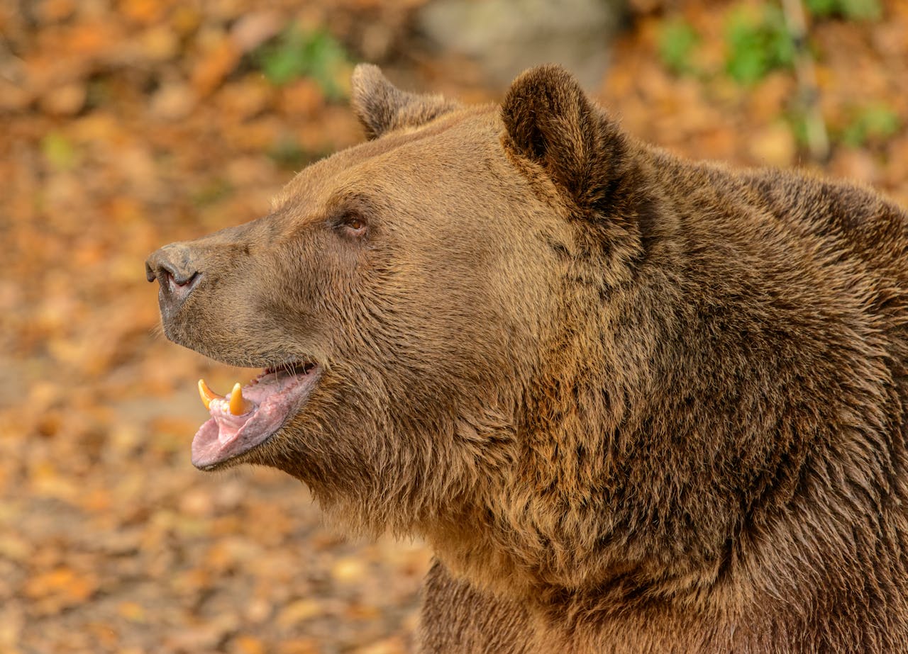 Brown bear - head shot.