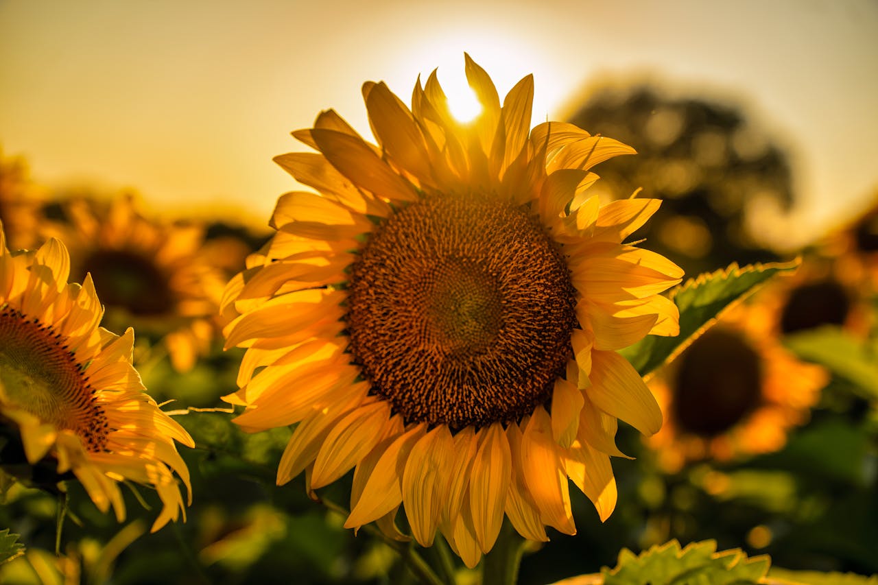 Sunflowers on the field.