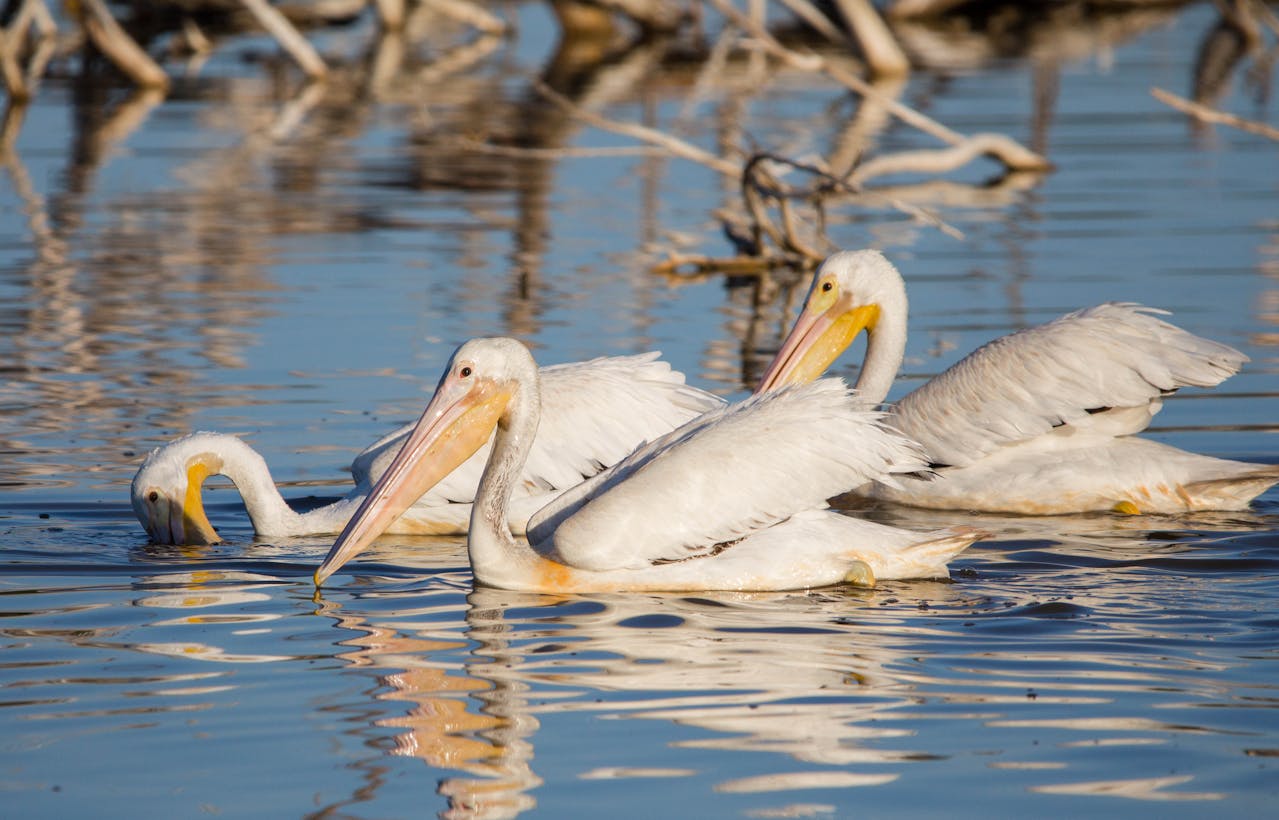 White pelicans in the water.