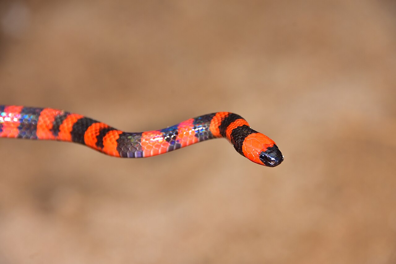 Roatan Coral Snake
