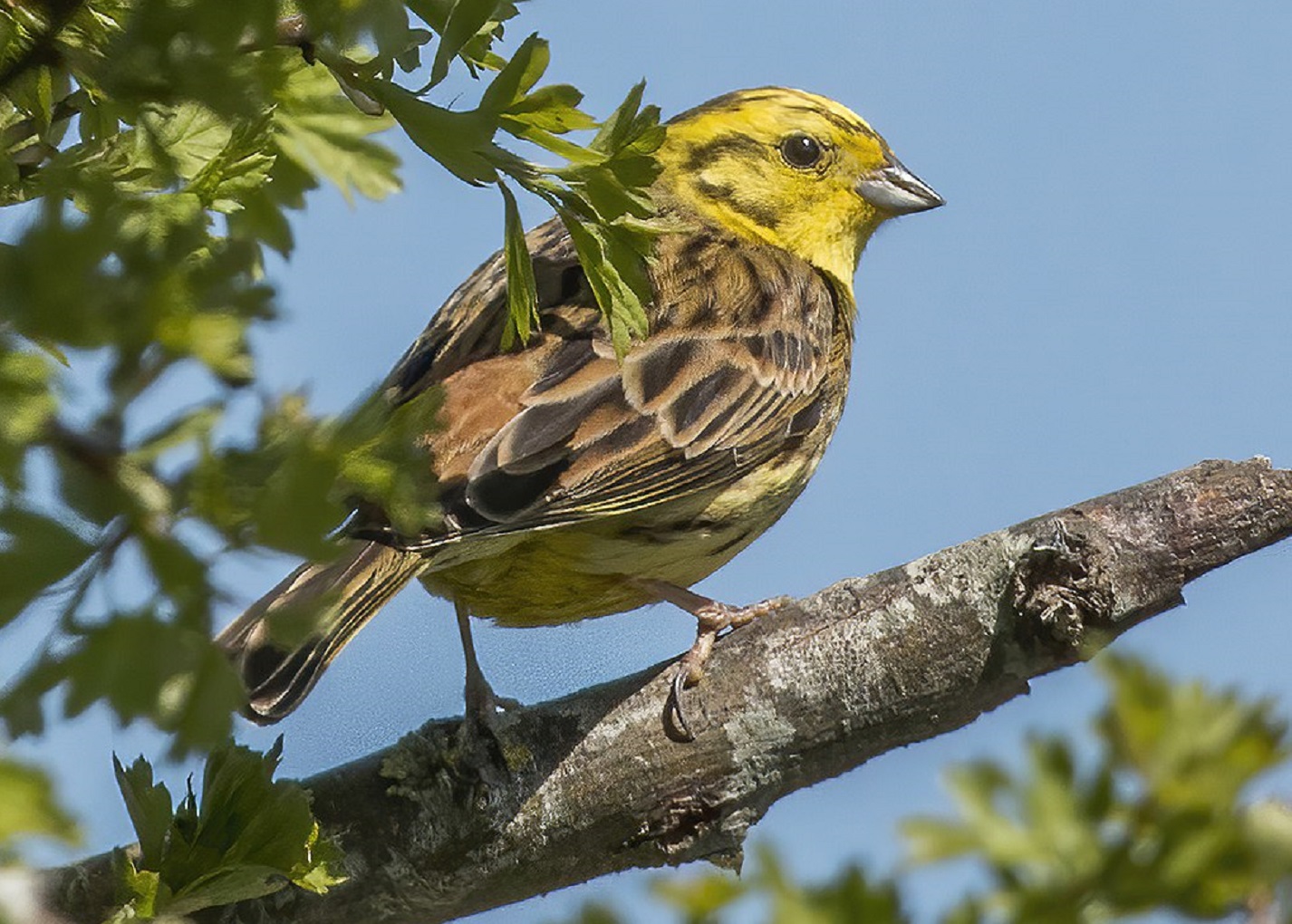 Yellowhammer bird (Emberiza citronella).