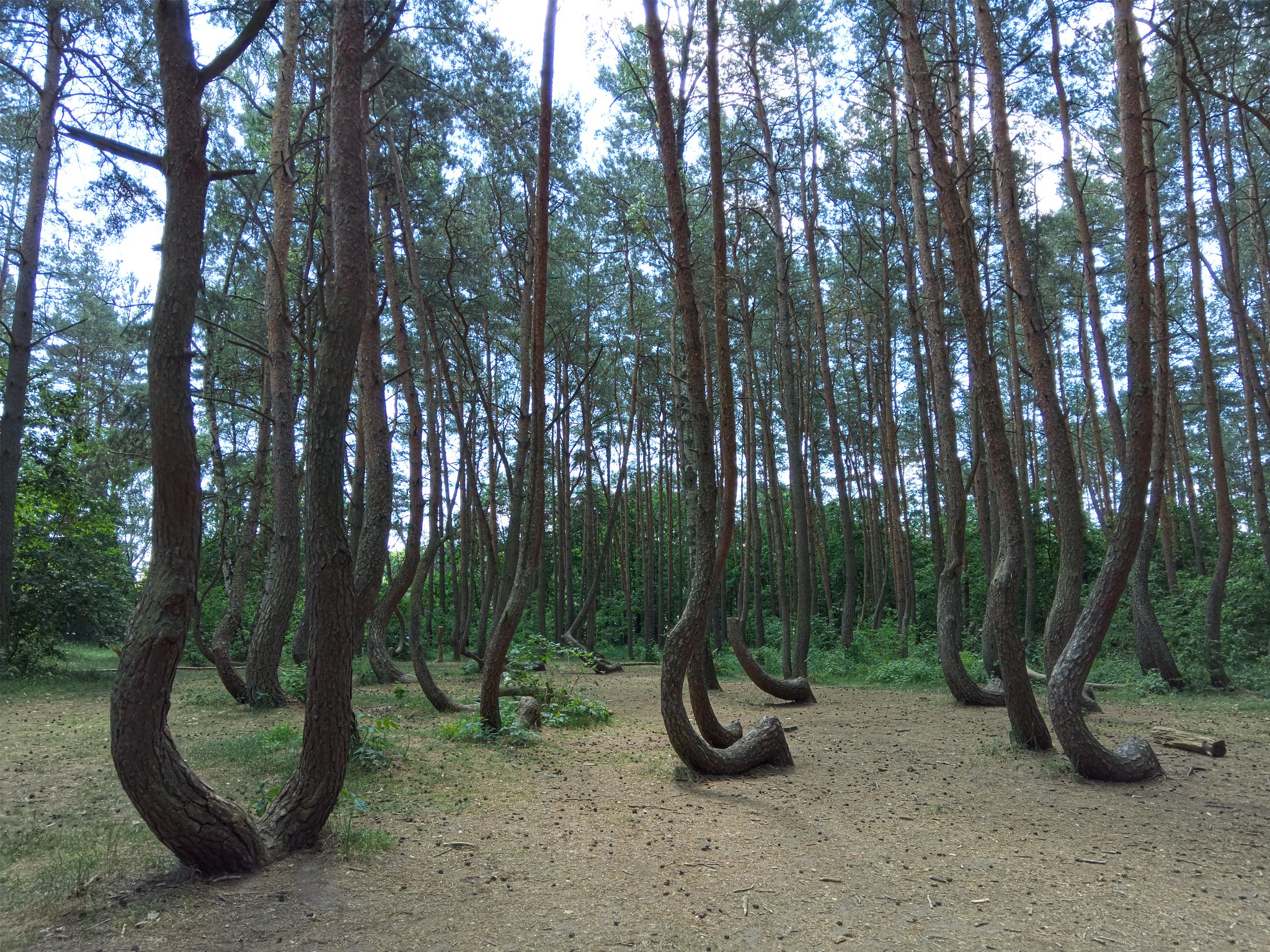 The Crooked Forest (Polish: Krzywy Las)