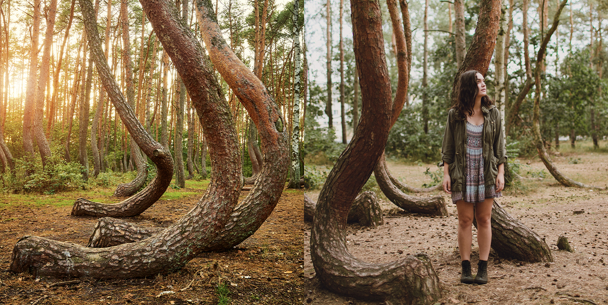 crooked forest split image