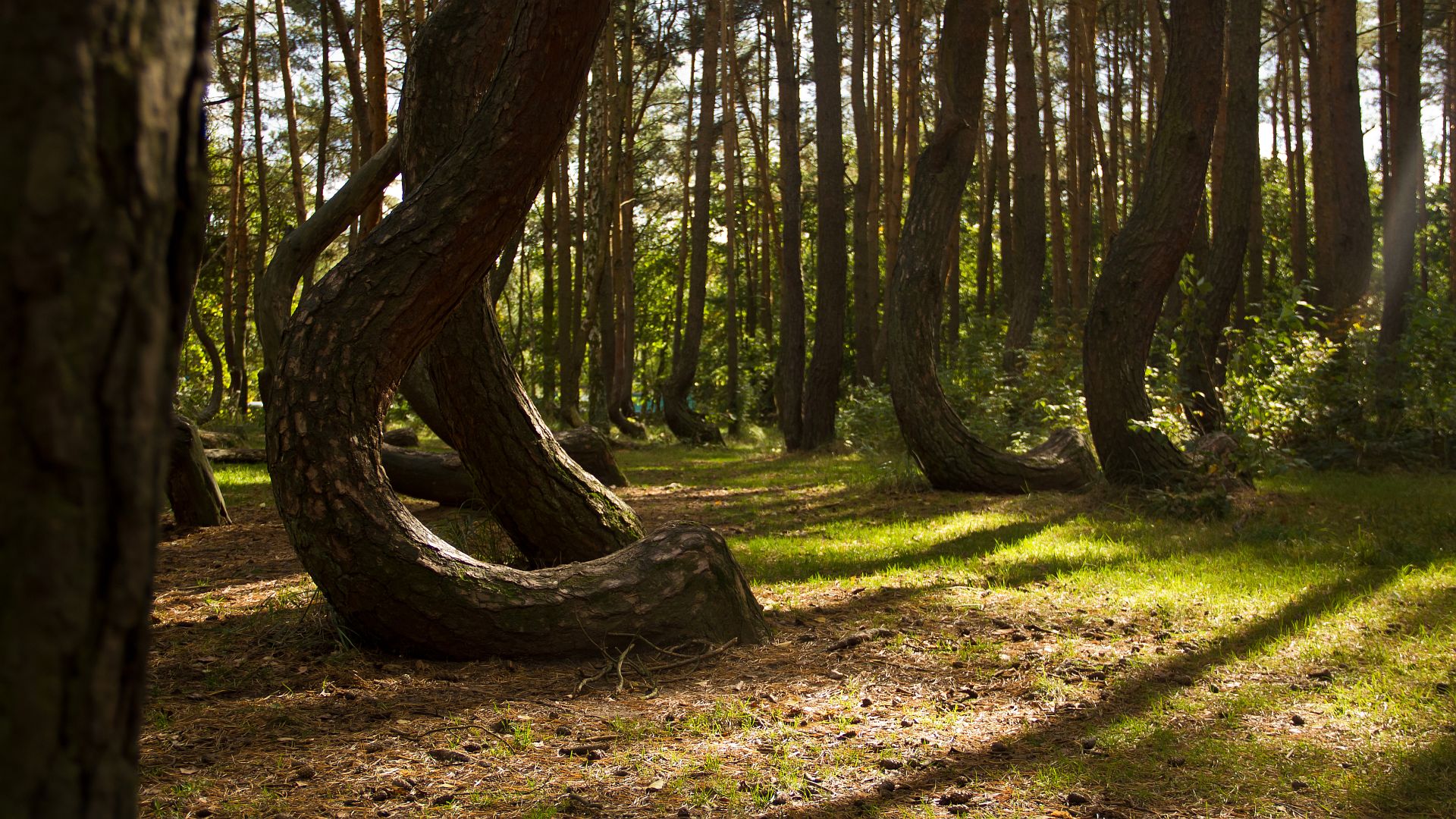 Crooked Forest, Nowe Czarnowo - 2013