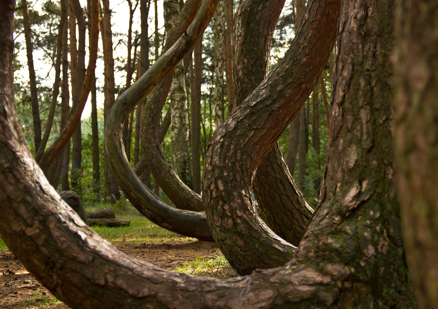 Crooked Forest, Nowe Czarnowo - 2013