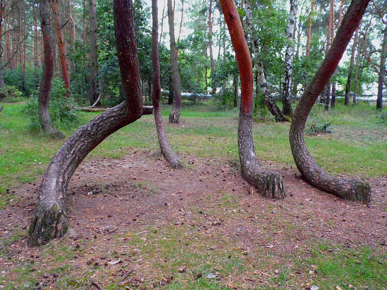 Crooked wood (Krzywy Las) - Gryfino, Poland