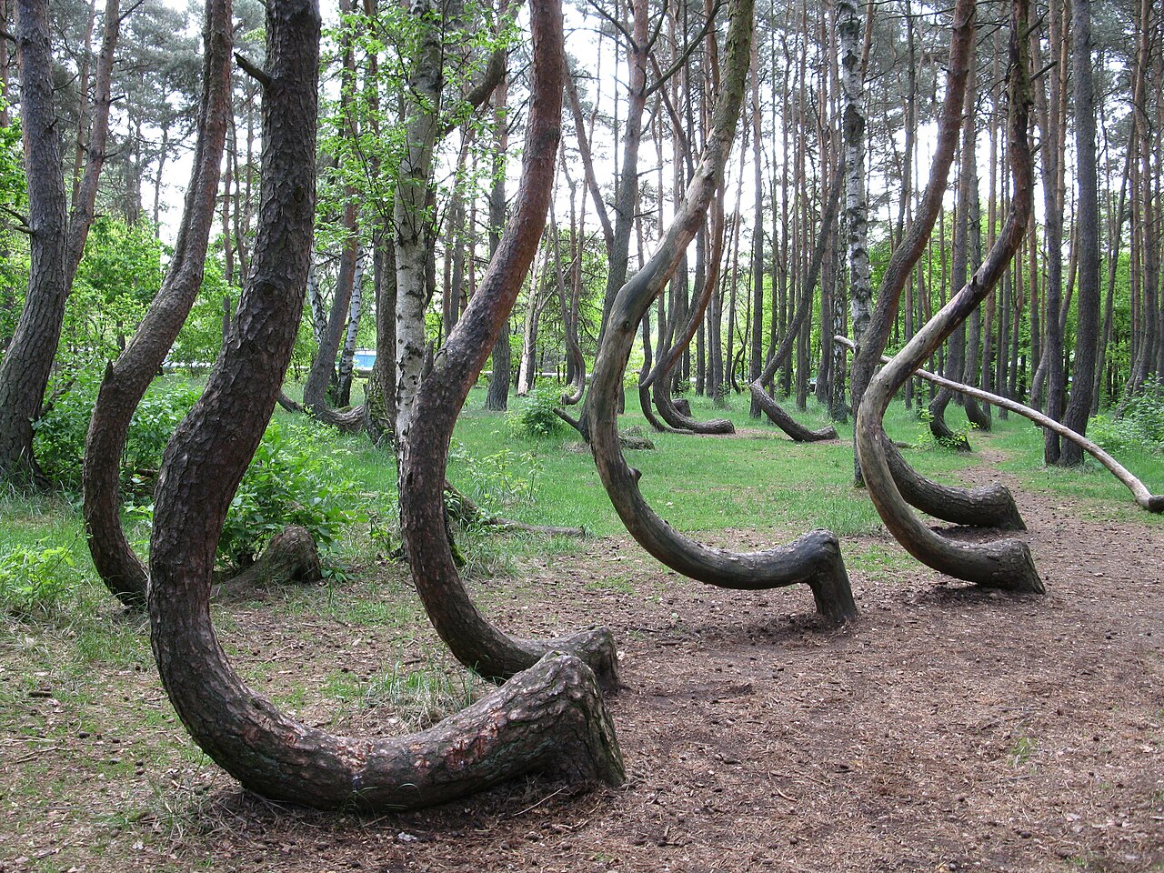Crooked wood (Krzywy Las) - Gryfino, Poland