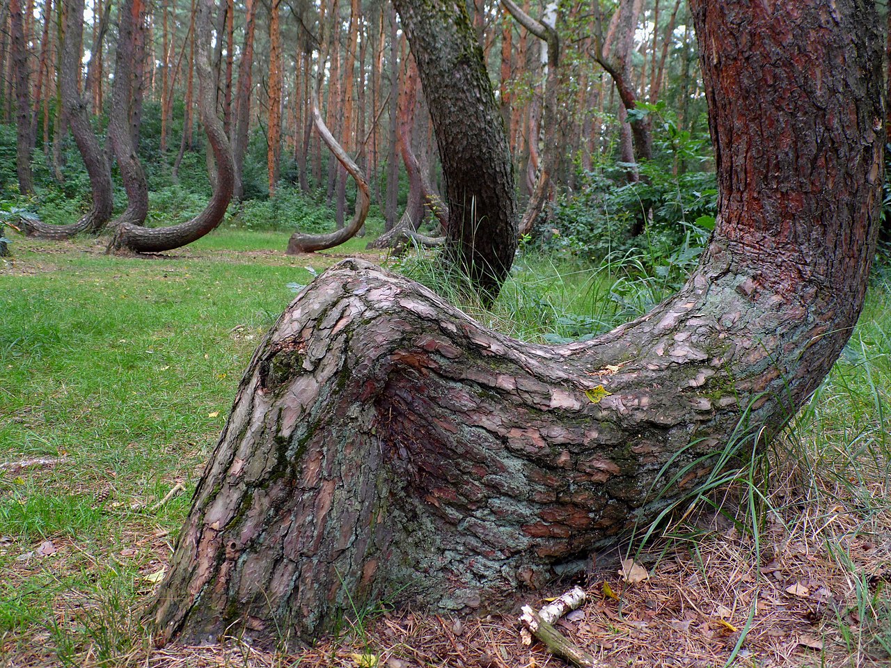 Crooked wood (Krzywy Las) - Gryfino, Poland - 2013