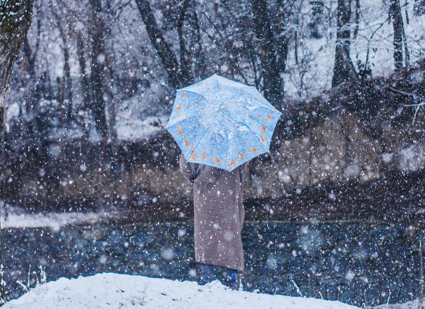 Person Holding an Umbrella Near Bare Trees