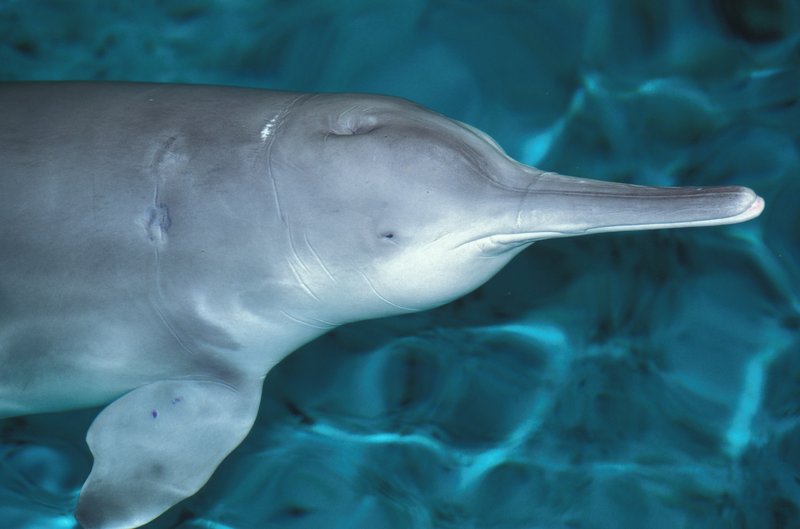 River Dolphin