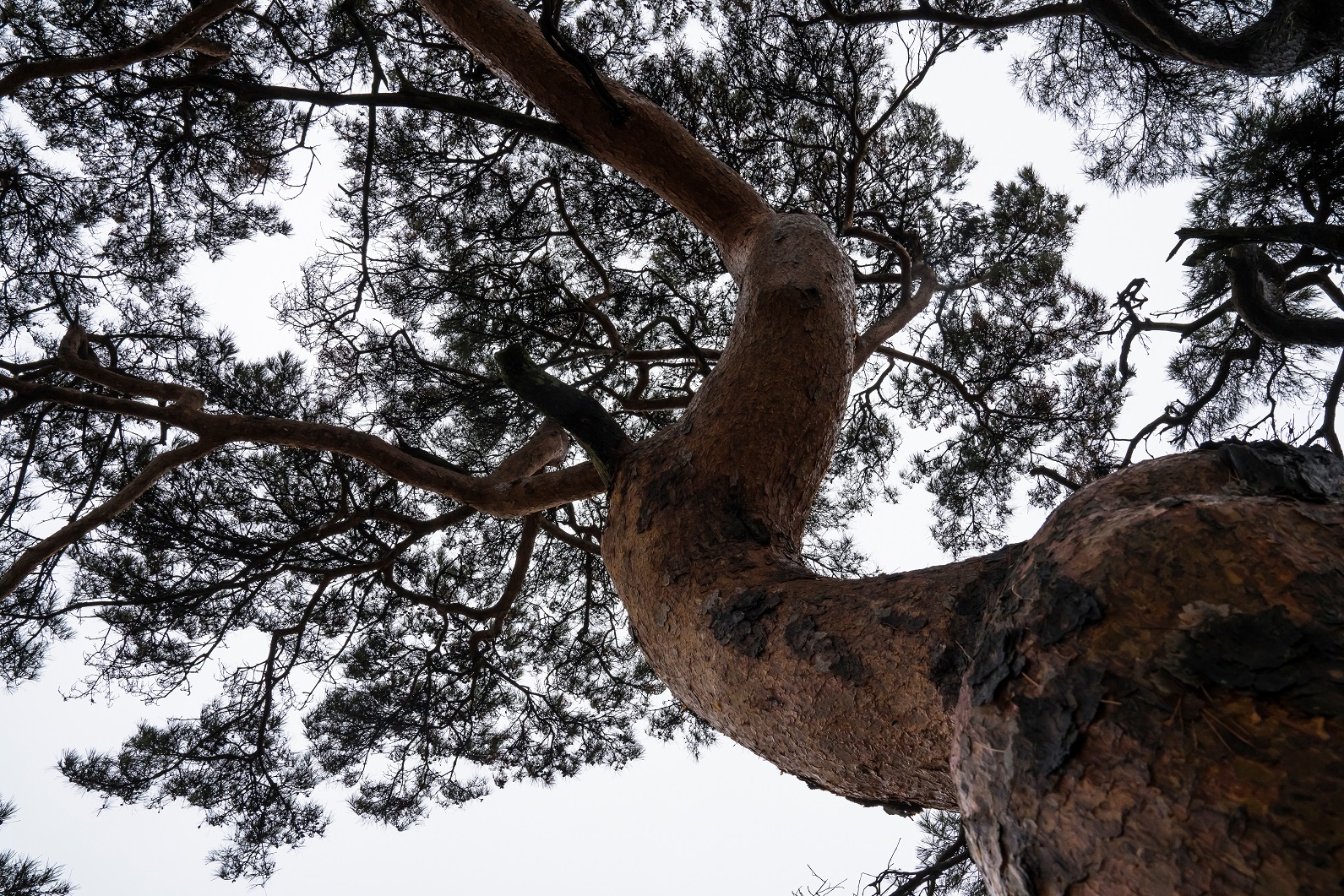 Crooked wood (Krzywy Las) - Gryfino,Poland