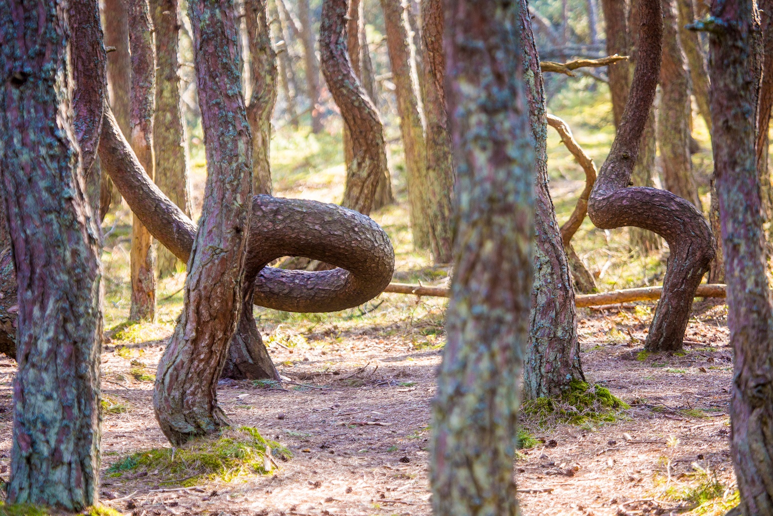pine forest, crooked trees, close-up - Gryfino, Poland