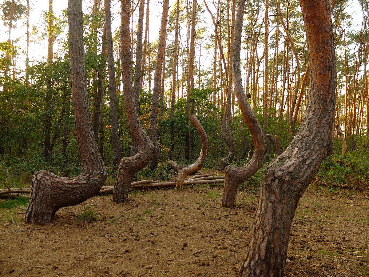 Crooked wood (Krzywy Las) - Gryfino, Western Pomerania (Zachodniopomorskie), Poland