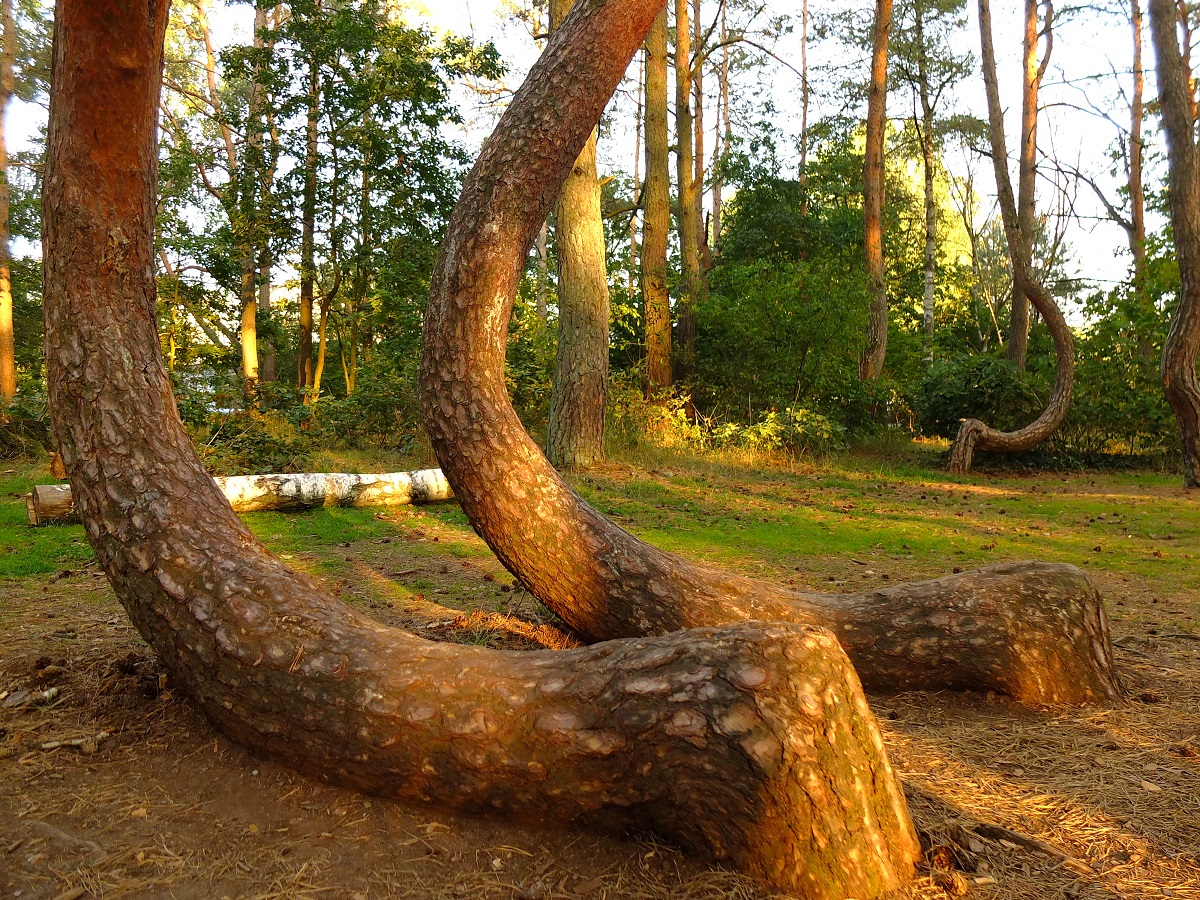 Crooked wood (Krzywy Las) - mysterious bent trees near Gryfino - Poland