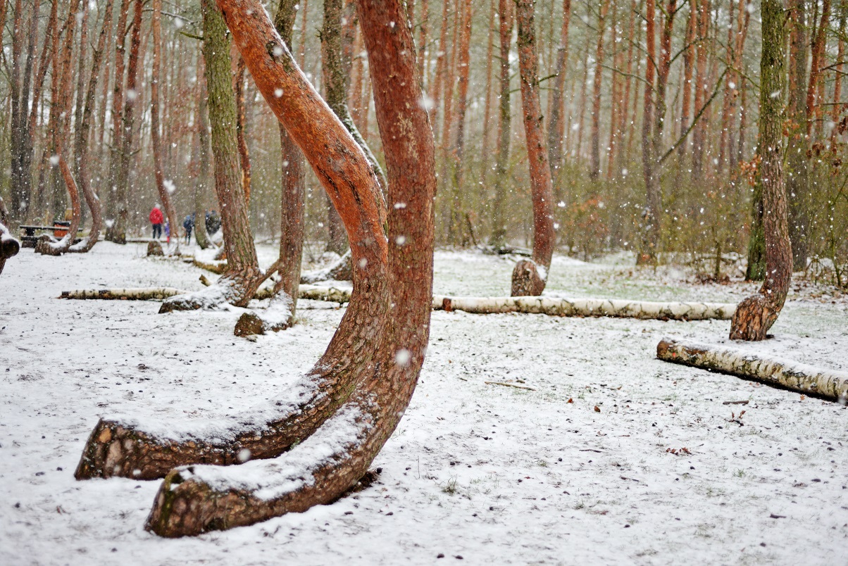 Crooked forest in winter in Poland
