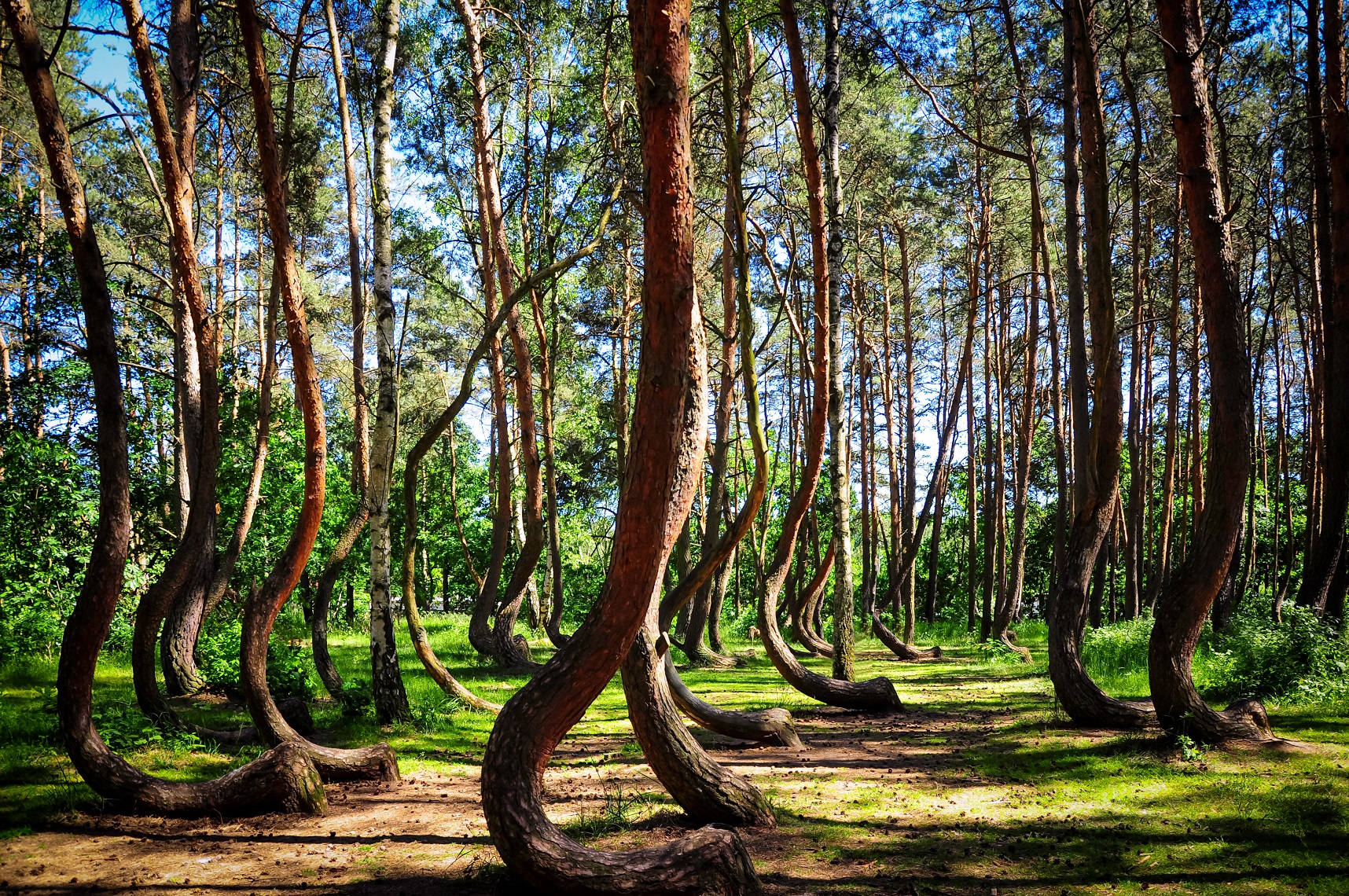 Crooked Forest (Krzywy Las), Gryfino, West Pomerania, Poland