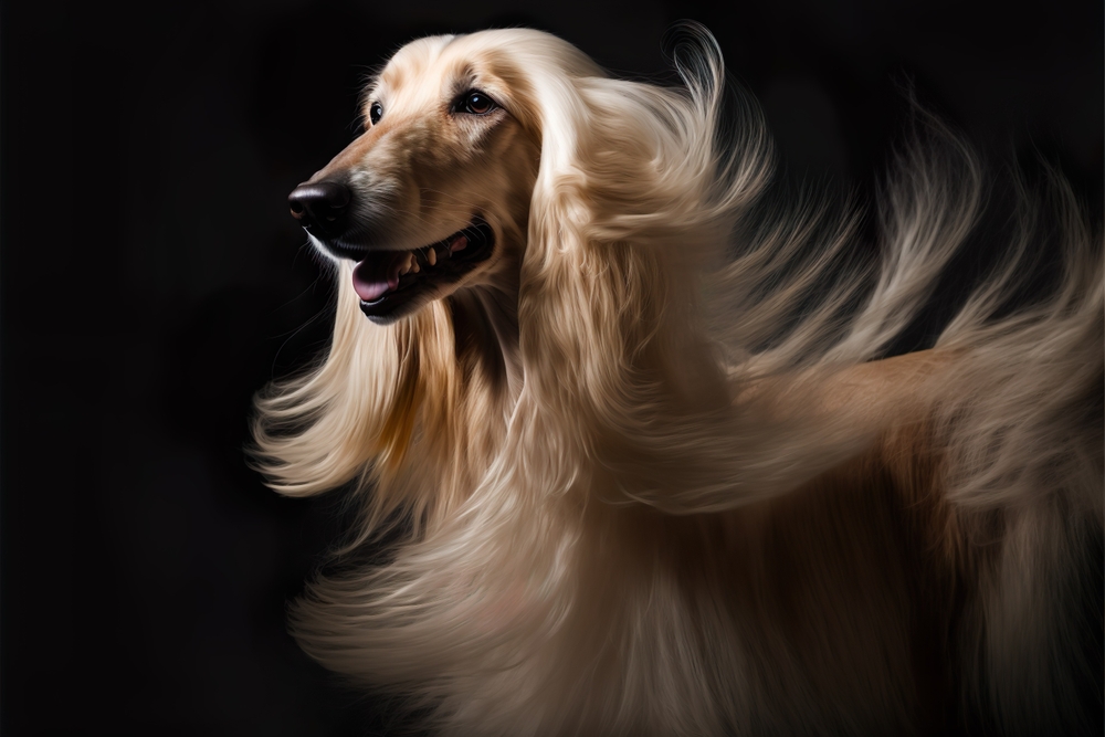 The afghan hound